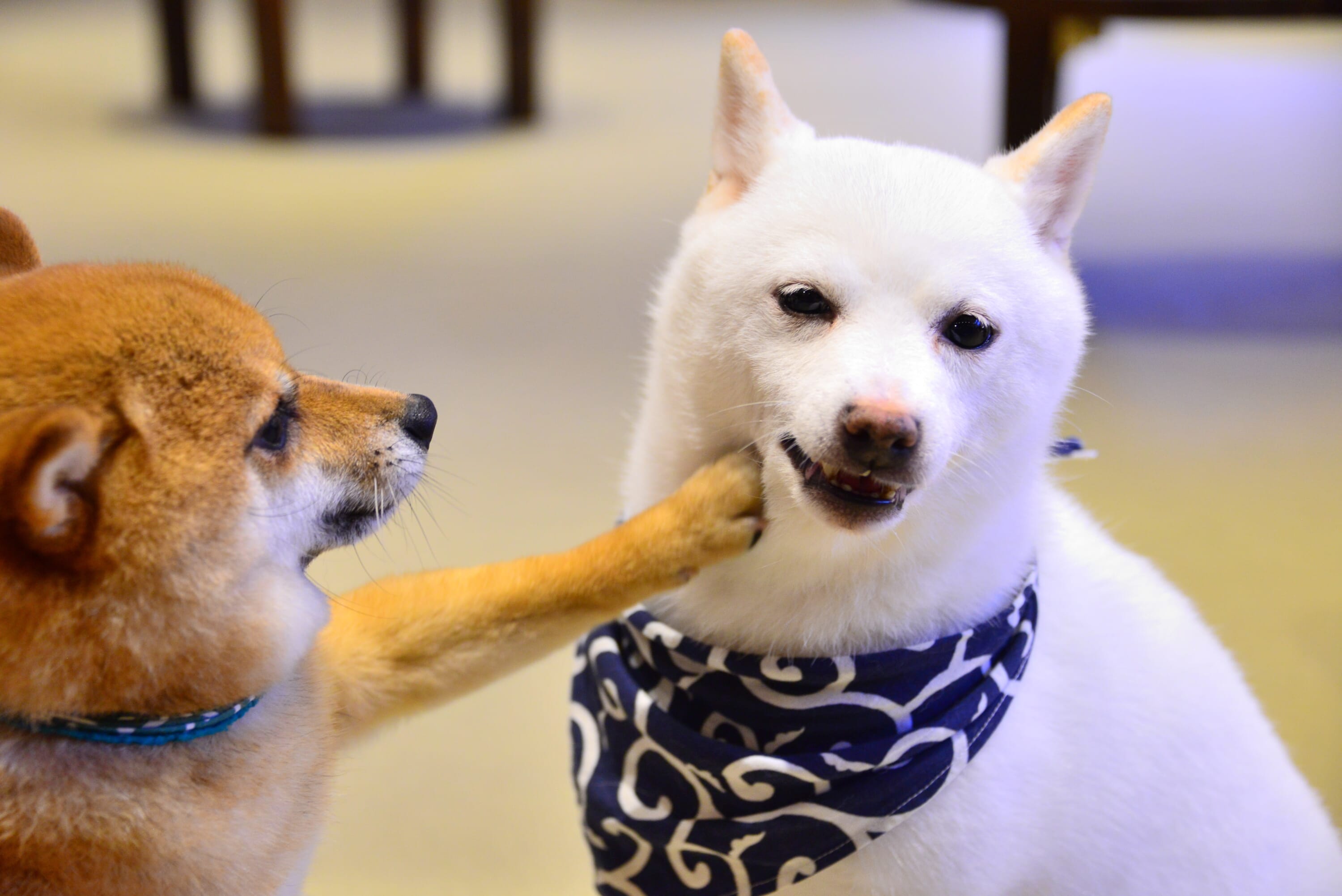 子犬ケアパッケージ